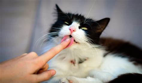 katze leckt finger ab|Die Katze leckt mich ab .